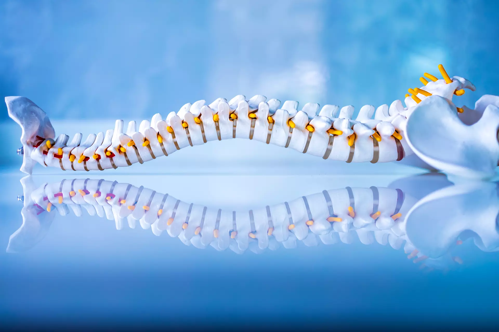 Spine Related